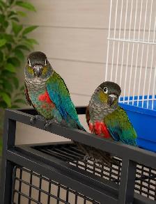 ⭐❤️ Crimson Bellied Conure babies ❤️ with Cage and Food❤️⭐❤️ - Photo 3