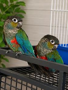 ❤️⭐❤️ Cute Crimson Bellied Conure ❤️ with Cage and Food❤️⭐ - Photo 4