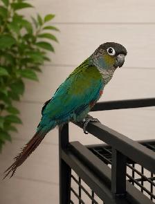 ❤️ Cute Crimson Bellied Conure ❤️ with Cage and Food❤️⭐ - Photo 5