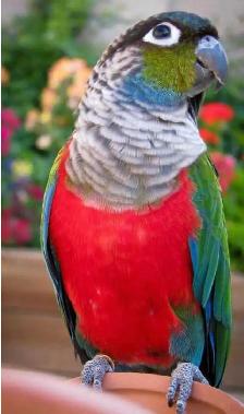 ❤️Crimson Bellied Conure ❤️ with Cage and Food❤️ - Photo 6