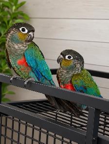 ❤️Crimson Bellied Conure ❤️ with Cage and Food❤️ - Photo 4