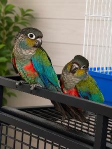 ❤️Crimson Bellied Conure ❤️ with Cage and Food❤️ - Photo 6