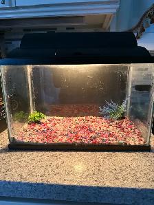 5 Gallon Aquarium - Photo 3