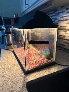 5 Gallon Aquarium - Photo 4