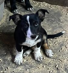 Cowboy Corgish - Photo 5