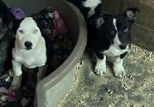 Cowboy Corgish - Photo 7