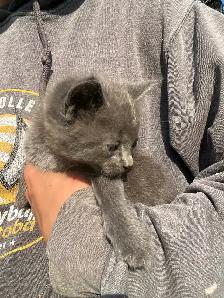 Cute Kittens - Photo 3