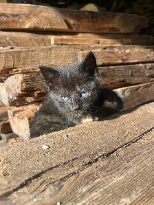 Cute Kittens - Photo 5
