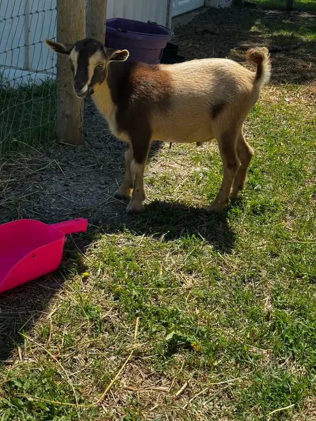 POLLED Nigerian Dwarf Buckling