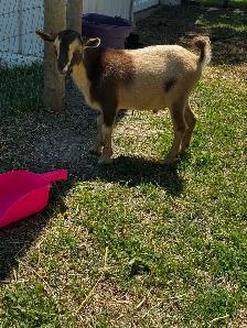 POLLED Nigerian Dwarf Buckling