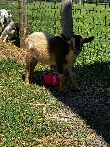 POLLED Nigerian Dwarf Buckling - Photo 2