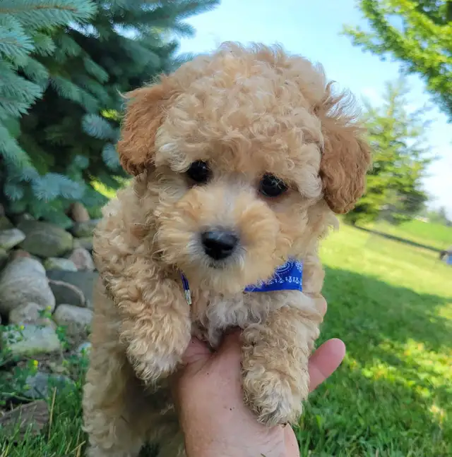 Purebred Toy Poodle Puppy