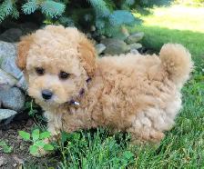 Purebred Toy Poodle Puppy - Photo 2