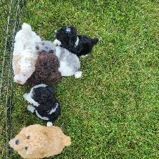 Purebred Toy Poodle Puppy - Photo 3