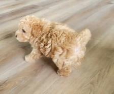 Purebred Toy Poodle Puppy - Photo 4