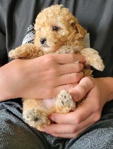 Purebred Toy Poodle Puppy - Photo 5