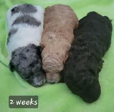 Purebred Toy Poodle Puppy - Photo 6