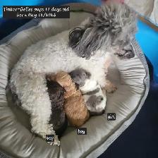 Purebred Toy Poodle Puppy - Photo 7