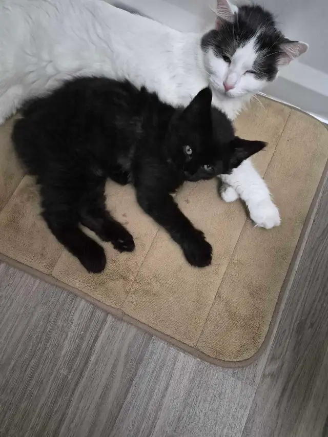 1 male kitten available
