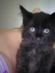 1 male kitten available - Photo 2