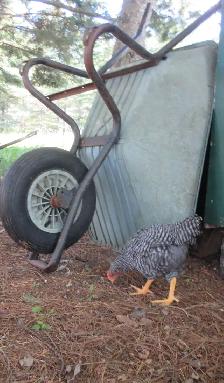 BARRED ROCK ROO