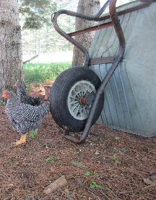 BARRED ROCK ROO - Photo 2