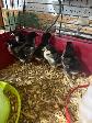 Poussin Maran - Photo 3