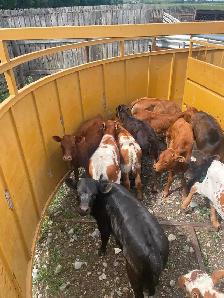 Roping calves FOR SALE