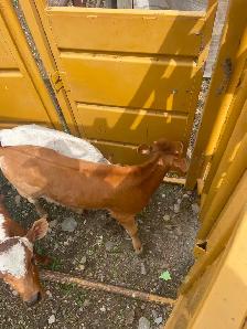 Roping calves FOR SALE - Photo 2