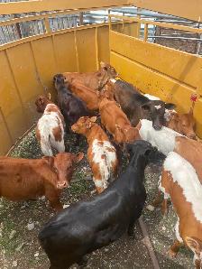 Roping calves FOR SALE - Photo 3