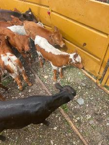 Roping calves FOR SALE - Photo 4