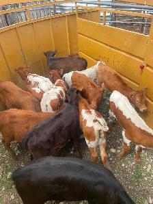 Roping calves FOR SALE - Photo 5