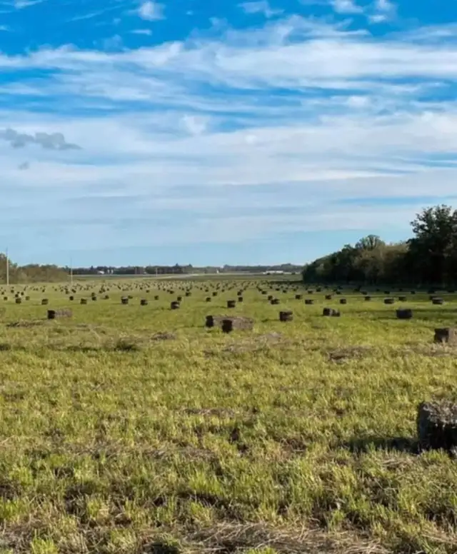 Square Bales for Sale