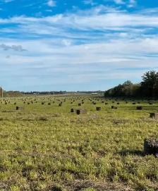 Square Bales for Sale