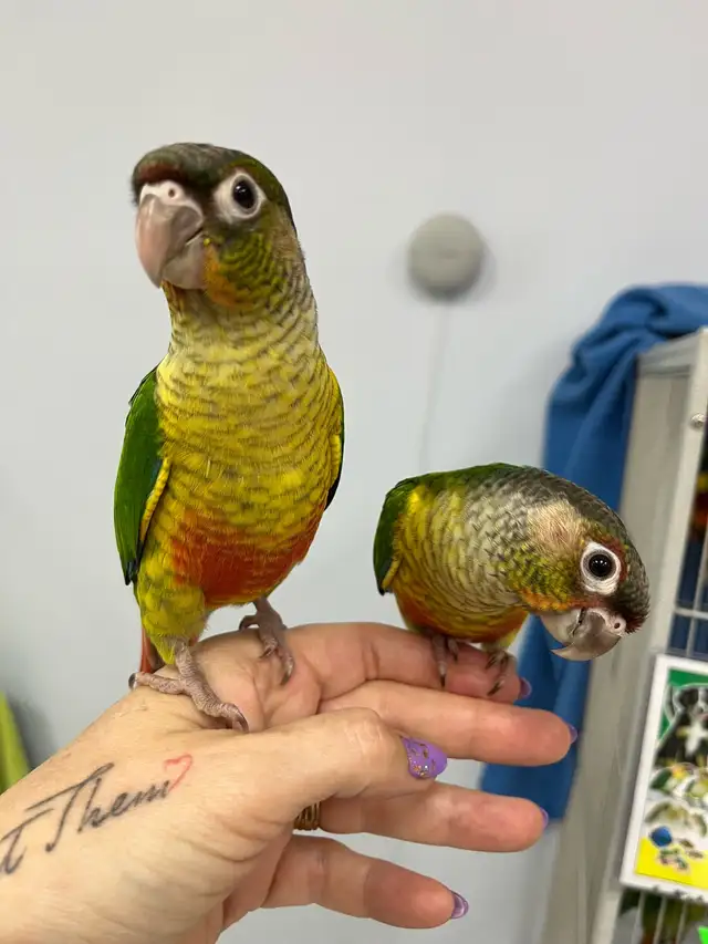 STUNNING handfed yellow sided Conures.