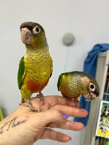 STUNNING handfed yellow sided Conures.