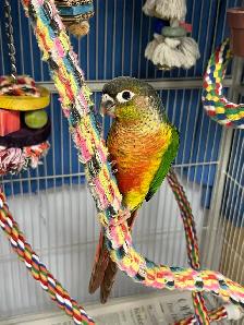 STUNNING handfed yellow sided Conures. - Photo 2