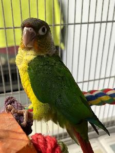 STUNNING handfed yellow sided Conures. - Photo 3