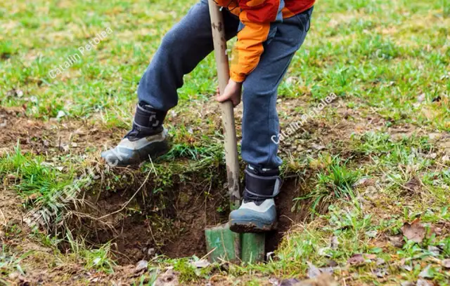 backyard physical labor (Brampton)
