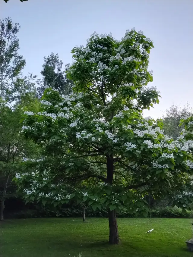 Arbre Catalpa à vendre