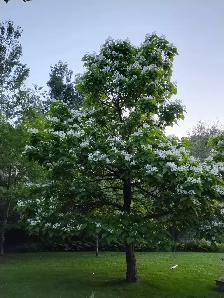Arbre Catalpa à vendre