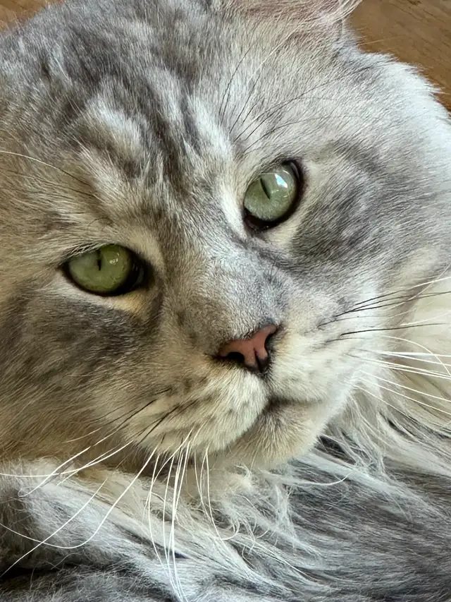 Accouplement Maine Coon