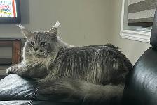 Accouplement Maine Coon - Photo 2