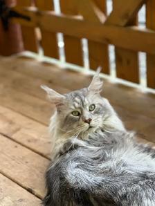 Accouplement Maine Coon - Photo 3