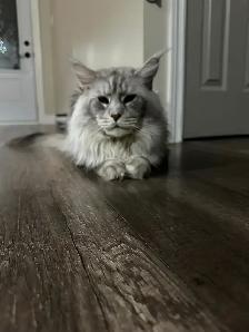 Accouplement Maine Coon - Photo 4