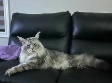 Accouplement Maine Coon - Photo 5