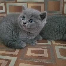 Scottish Fold and Scottish Straight kittens CCA/AFC registered - Photo 3