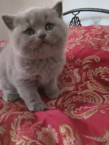 Scottish Fold and Scottish Straight kittens CCA/AFC registered - Photo 8