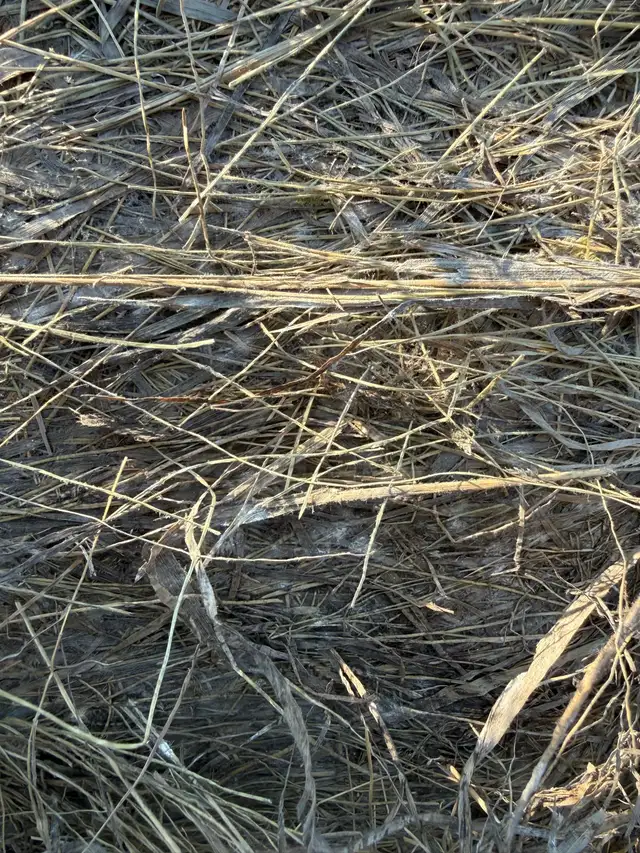 COW HAY SQUARE BALES