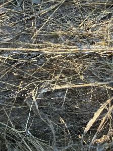 COW HAY SQUARE BALES